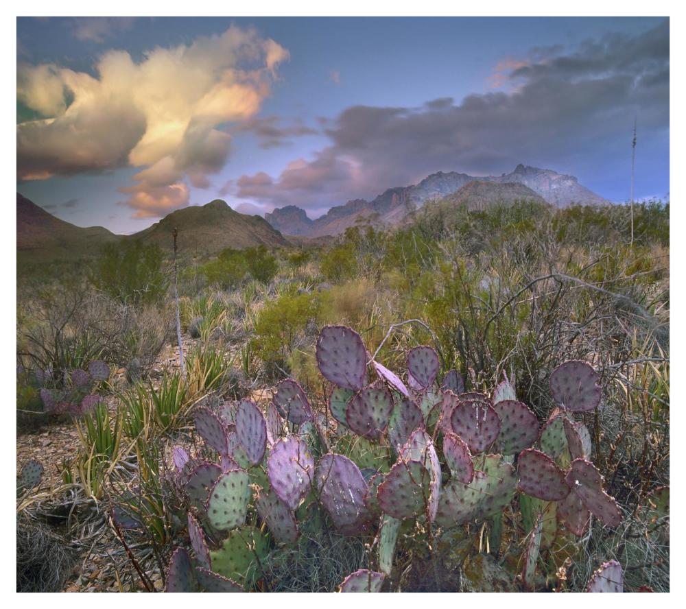 Opuntia cactus, Chisos Mountains, Big Bend National Park, Texas-Paper Art-42"x37.2"