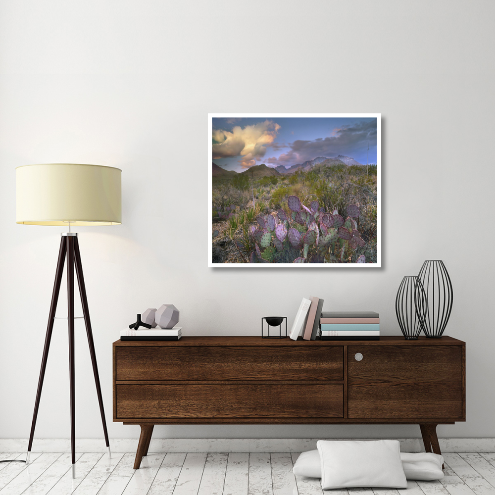 Opuntia cactus, Chisos Mountains, Big Bend National Park, Texas-Paper Art-42&quotx37.2"