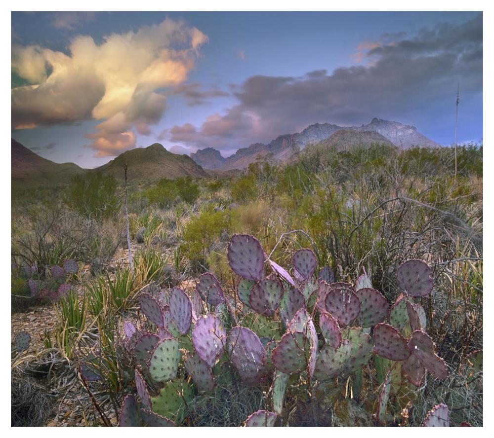 Opuntia cactus, Chisos Mountains, Big Bend National Park, Texas-Paper Art-46"x40.72"