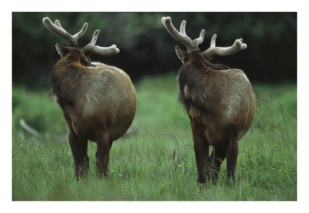 Elk pair looking behind them, Redwood National Park, California-Paper Art-26"x18"