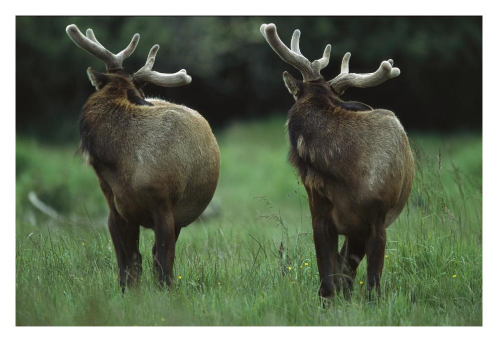 Elk pair looking behind them, Redwood National Park, California-Paper Art-32"x22"