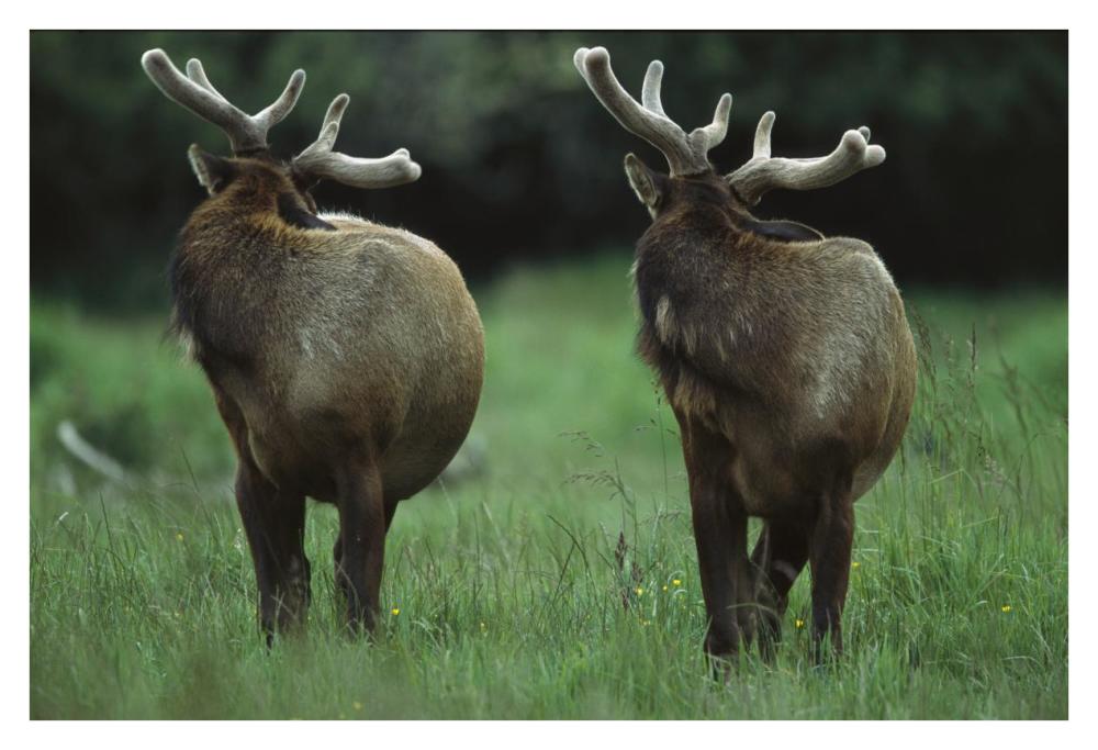 Elk pair looking behind them, Redwood National Park, California-Paper Art-38"x26"