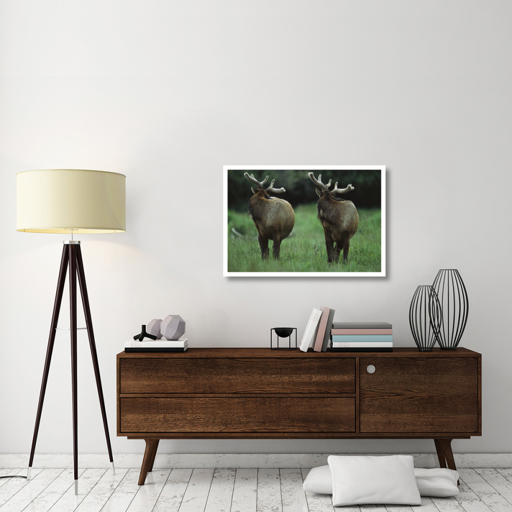 Elk pair looking behind them, Redwood National Park, California-Paper Art-38&quotx26"