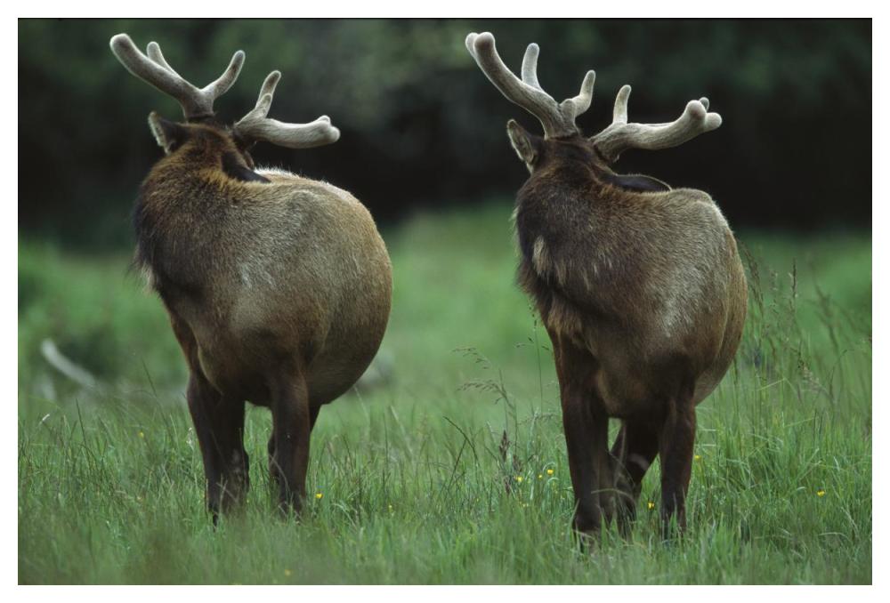 Elk pair looking behind them, Redwood National Park, California-Paper Art-50"x34"