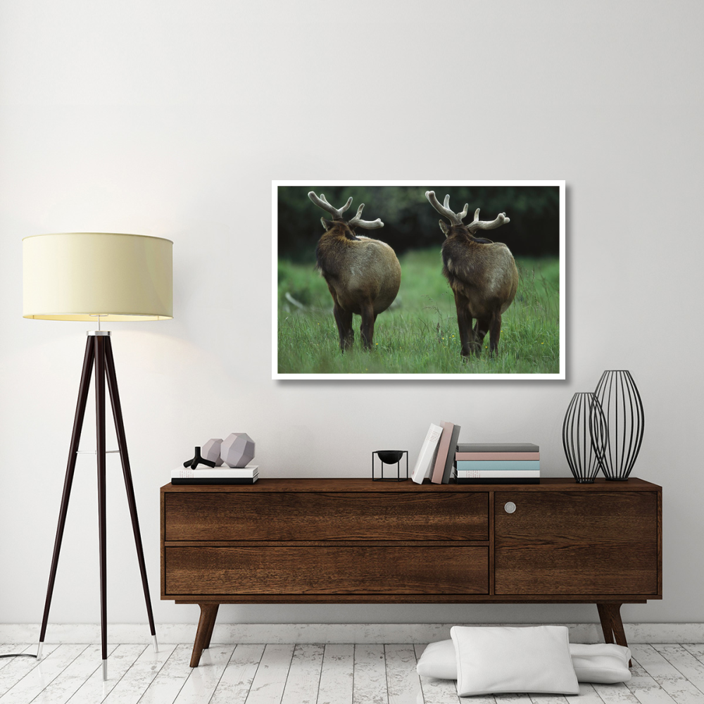 Elk pair looking behind them, Redwood National Park, California-Paper Art-50&quotx34"