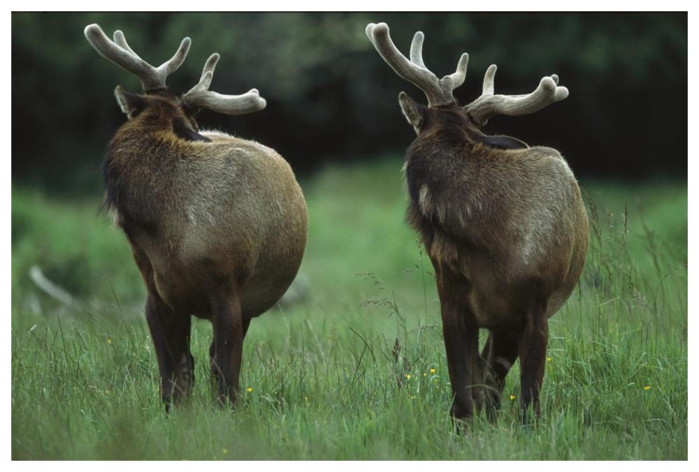 Elk pair looking behind them, Redwood National Park, California-Paper Art-62"x42"