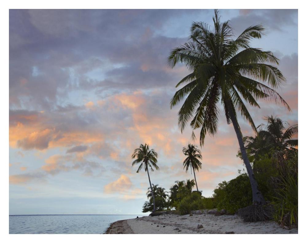 Coconut Palm trees, Pamilacan Island, Bohol Island, Philippines-Paper Art-18"x14"