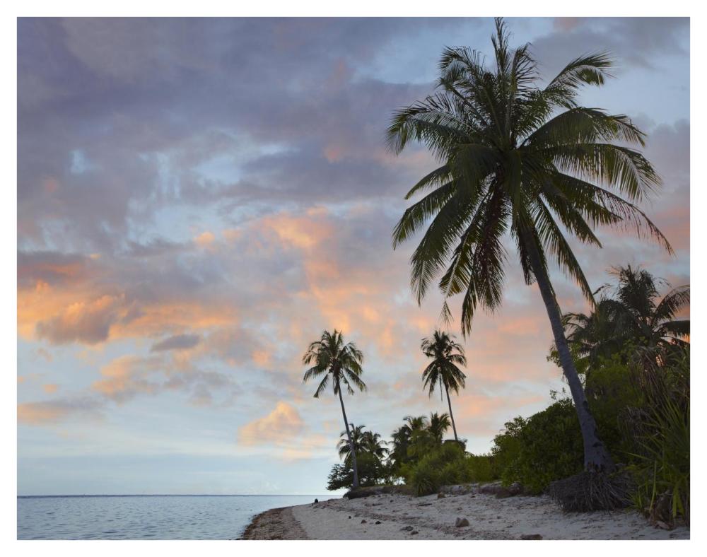 Coconut Palm trees, Pamilacan Island, Bohol Island, Philippines-Paper Art-42"x32"
