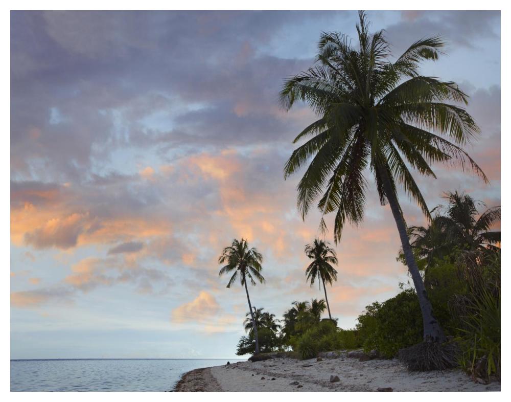 Coconut Palm trees, Pamilacan Island, Bohol Island, Philippines-Paper Art-50"x38"