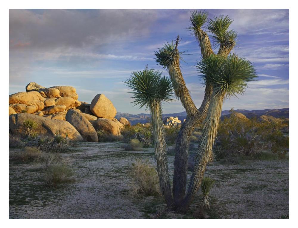 Joshua Tree and boulders, Joshua Tree National Park, California-Paper Art-18"x14"