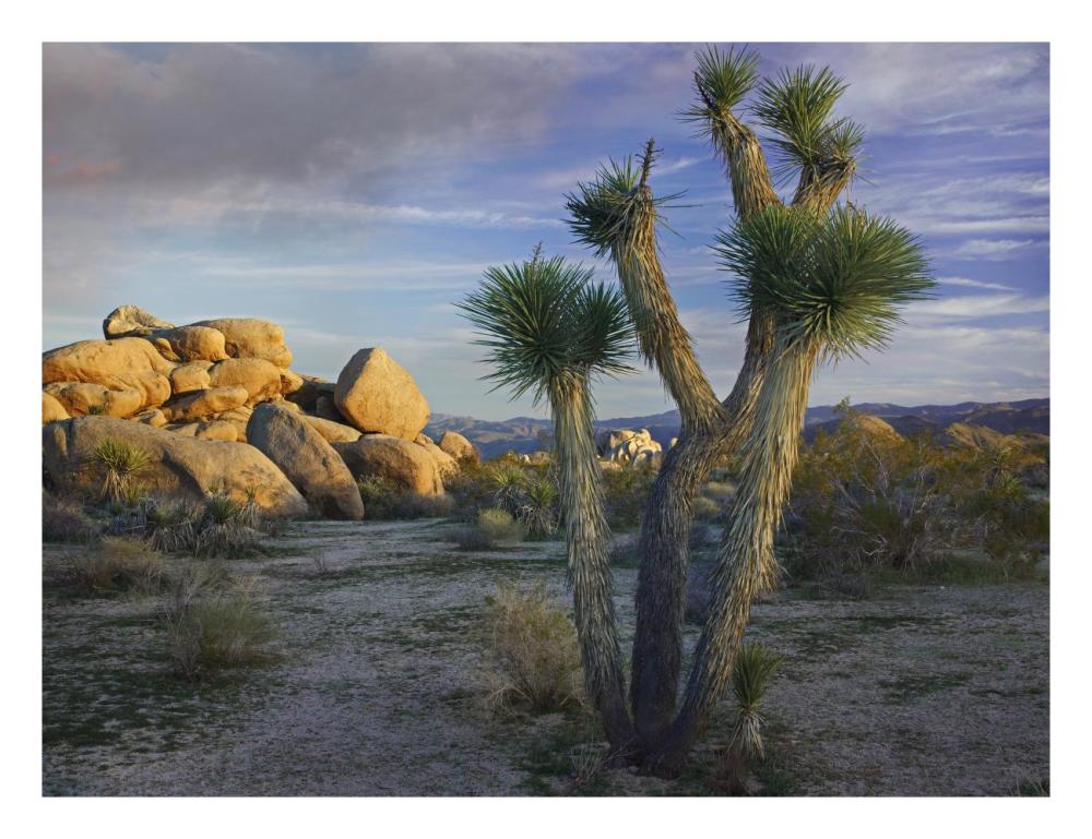 Joshua Tree and boulders, Joshua Tree National Park, California-Paper Art-26"x20"