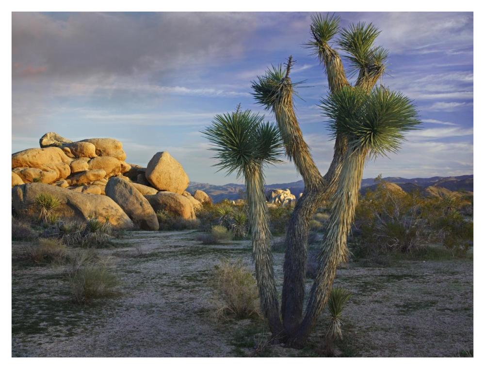 Joshua Tree and boulders, Joshua Tree National Park, California-Paper Art-42"x32"