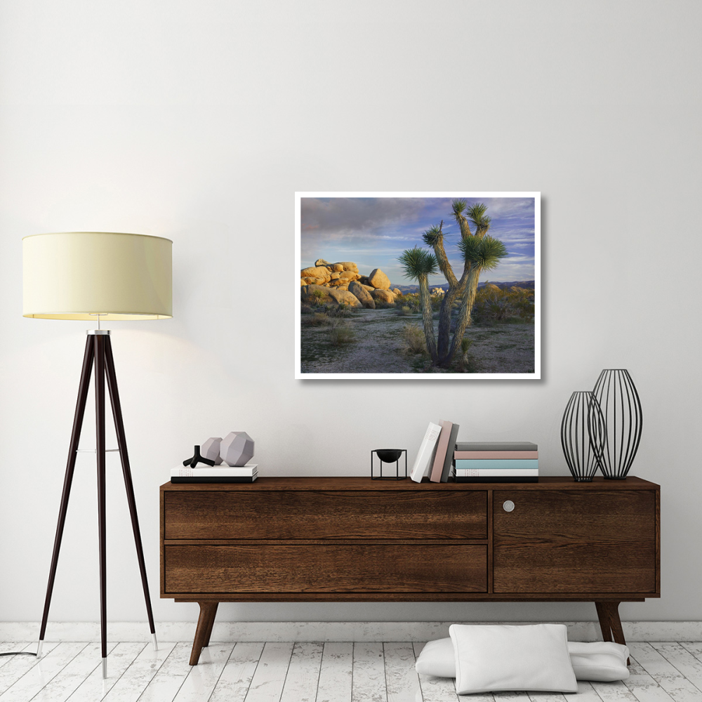 Joshua Tree and boulders, Joshua Tree National Park, California-Paper Art-42&quotx32"