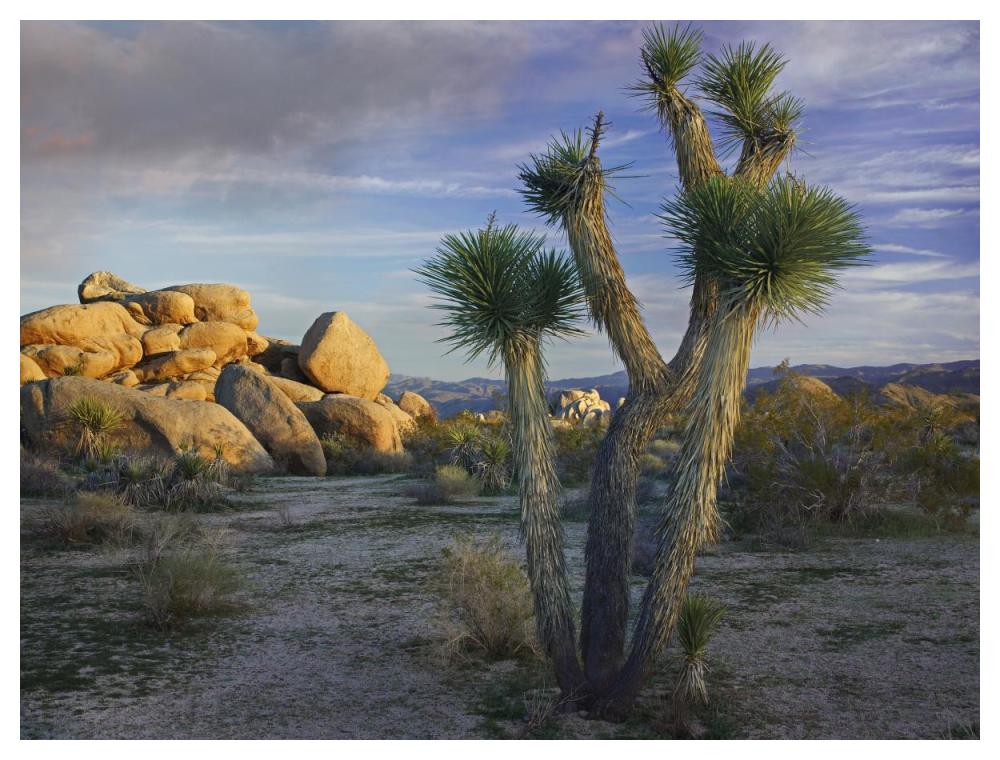 Joshua Tree and boulders, Joshua Tree National Park, California-Paper Art-50"x38"