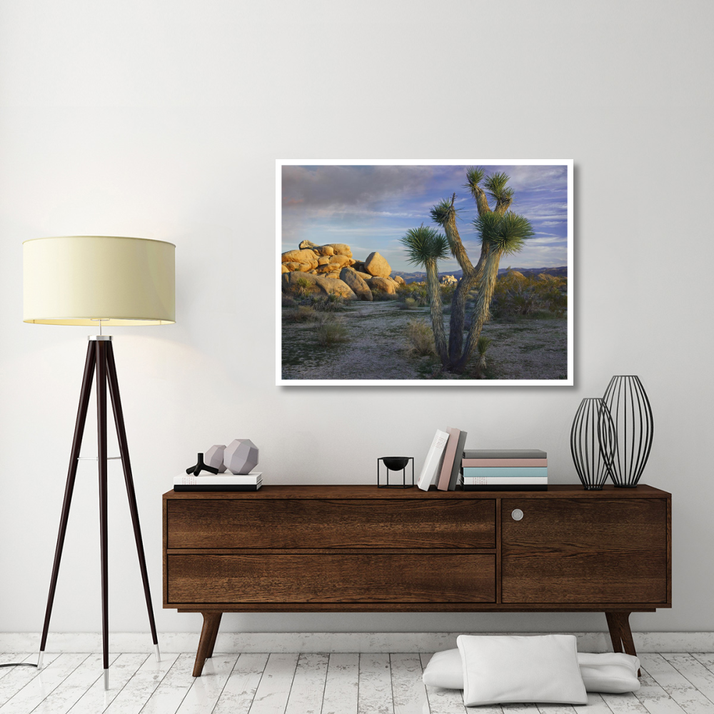 Joshua Tree and boulders, Joshua Tree National Park, California-Paper Art-50&quotx38"