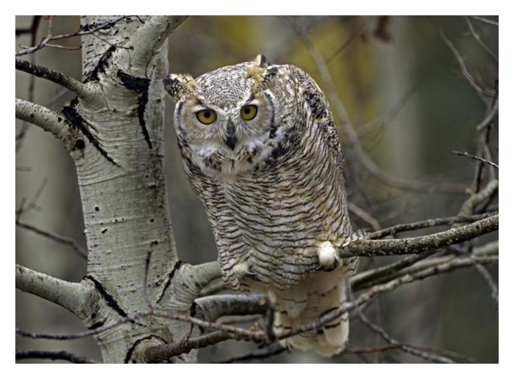 Great Horned Owl pale form, Kootenays, British Columbia, Canada-Paper Art-34"x26"