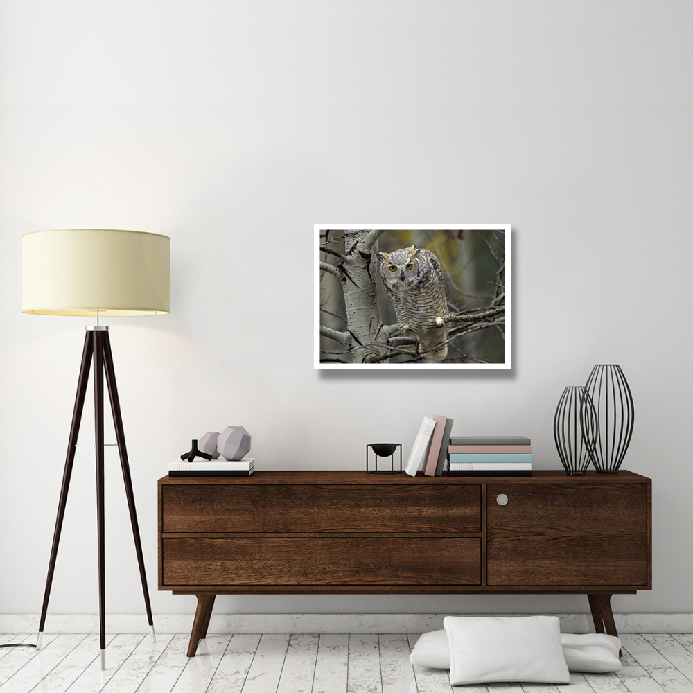 Great Horned Owl pale form, Kootenays, British Columbia, Canada-Paper Art-34&quotx26"