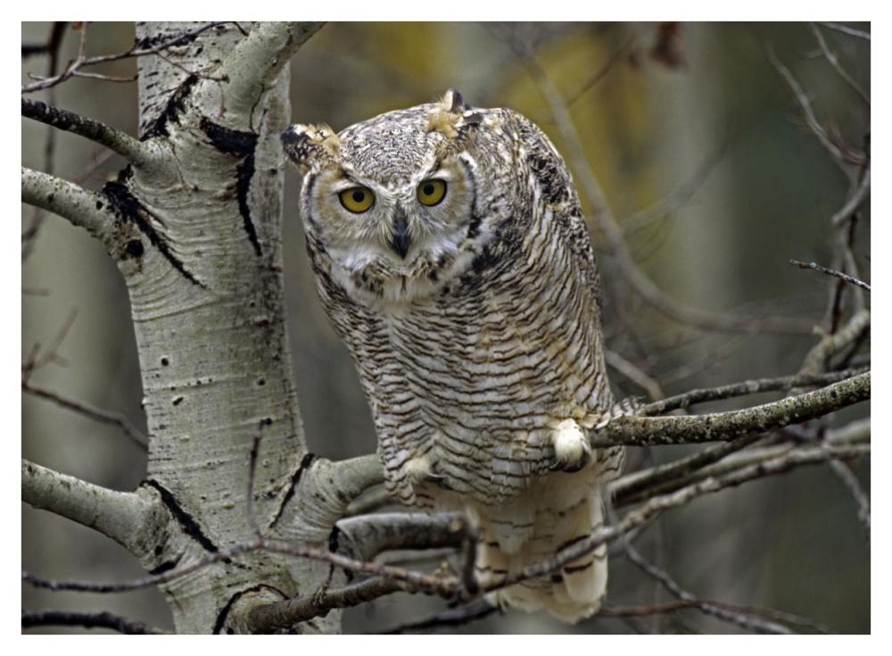 Great Horned Owl pale form, Kootenays, British Columbia, Canada-Paper Art-42"x32"