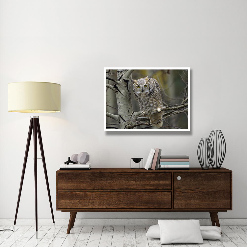 Great Horned Owl pale form, Kootenays, British Columbia, Canada-Paper Art-42&quotx32"