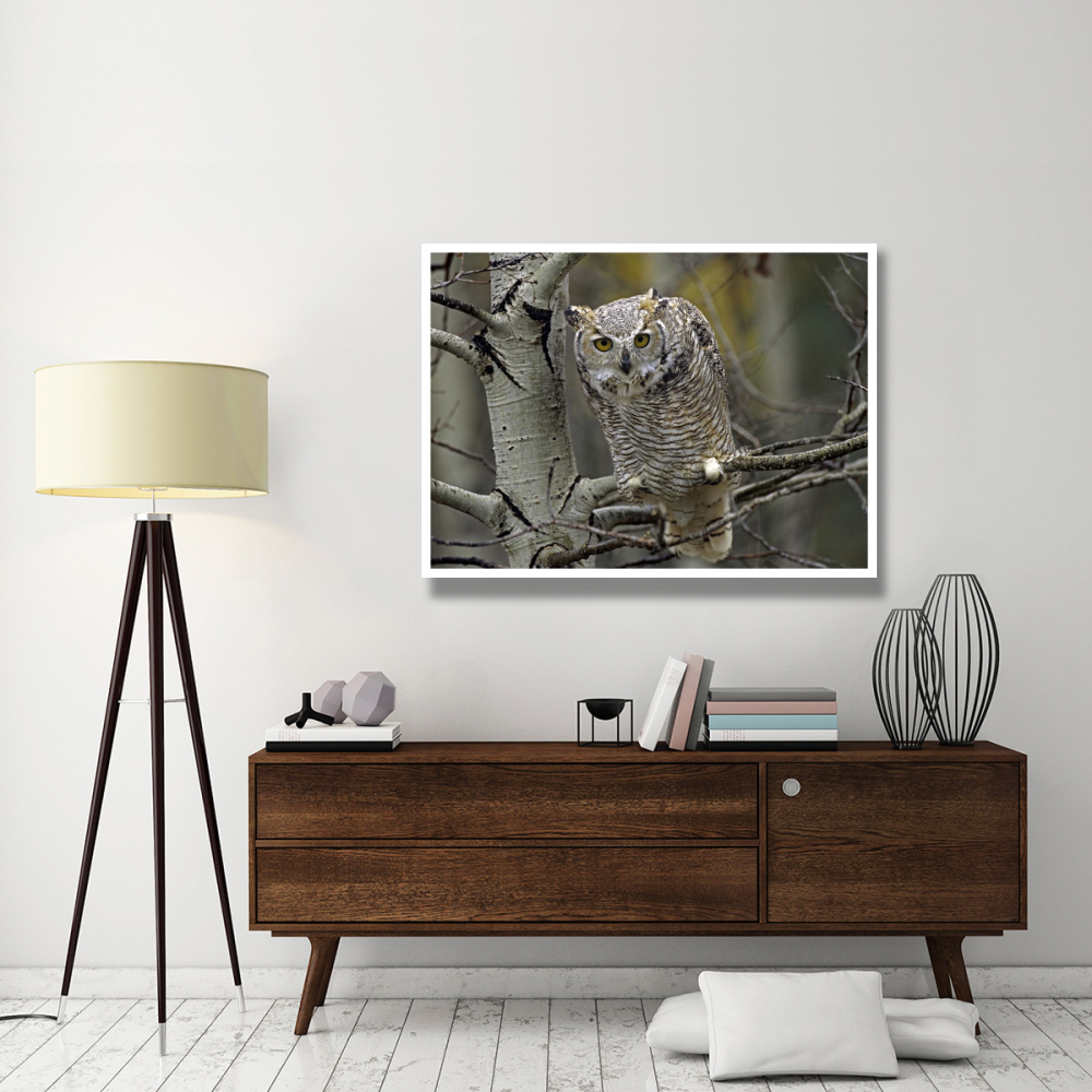 Great Horned Owl pale form, Kootenays, British Columbia, Canada-Paper Art-50&quotx38"