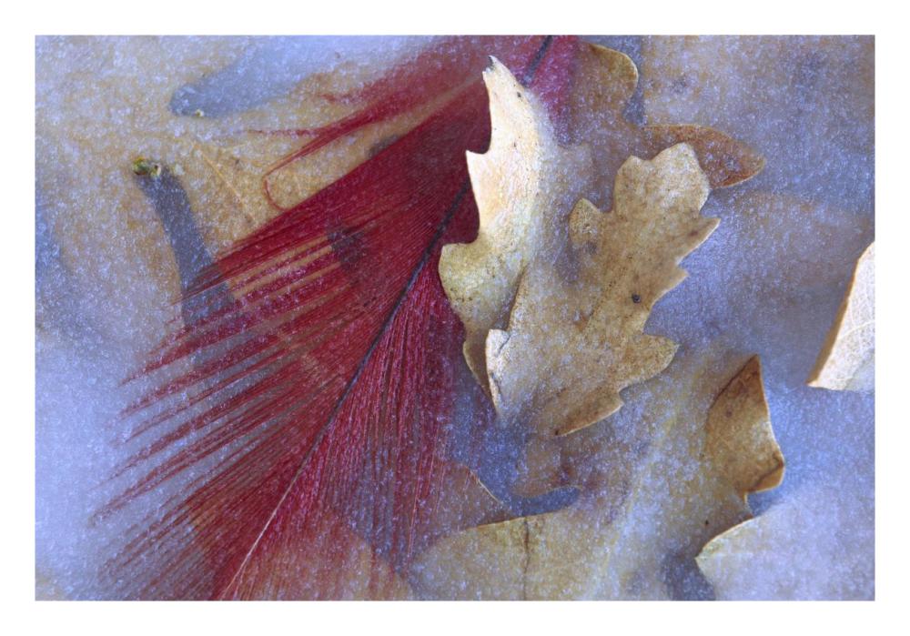 Northern Cardinal feather and Oak leaves frozen in ice, Arizona-Paper Art-26"x18"