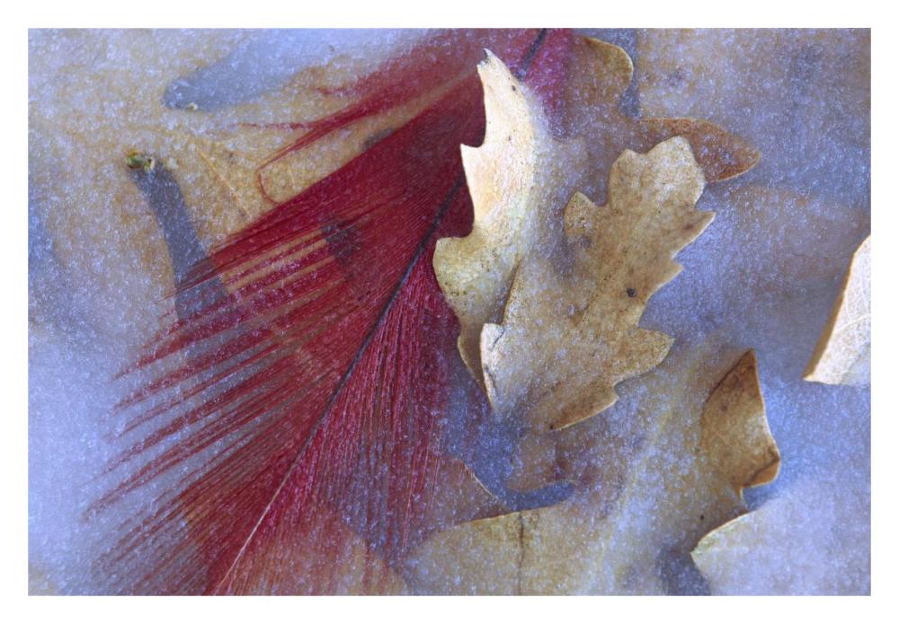 Northern Cardinal feather and Oak leaves frozen in ice, Arizona-Paper Art-32"x22"