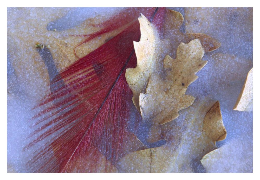 Northern Cardinal feather and Oak leaves frozen in ice, Arizona-Paper Art-38"x26"