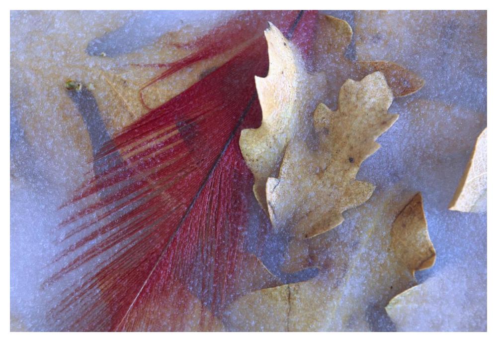 Northern Cardinal feather and Oak leaves frozen in ice, Arizona-Paper Art-50"x34"