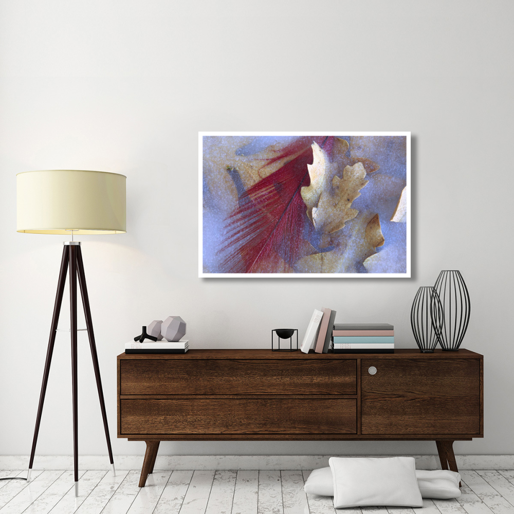 Northern Cardinal feather and Oak leaves frozen in ice, Arizona-Paper Art-50&quotx34"