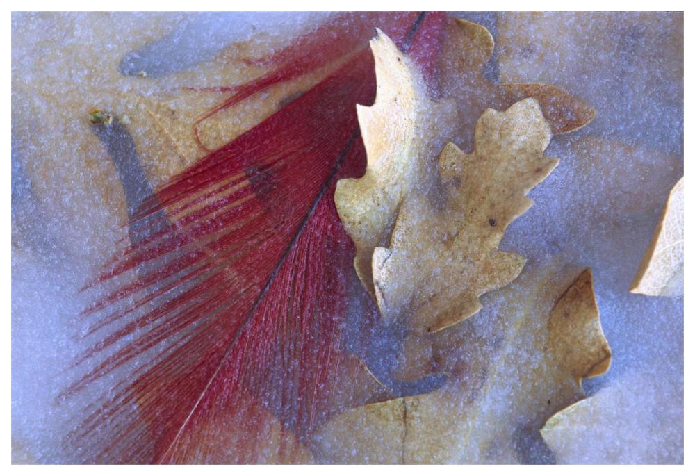 Northern Cardinal feather and Oak leaves frozen in ice, Arizona-Paper Art-62"x42"