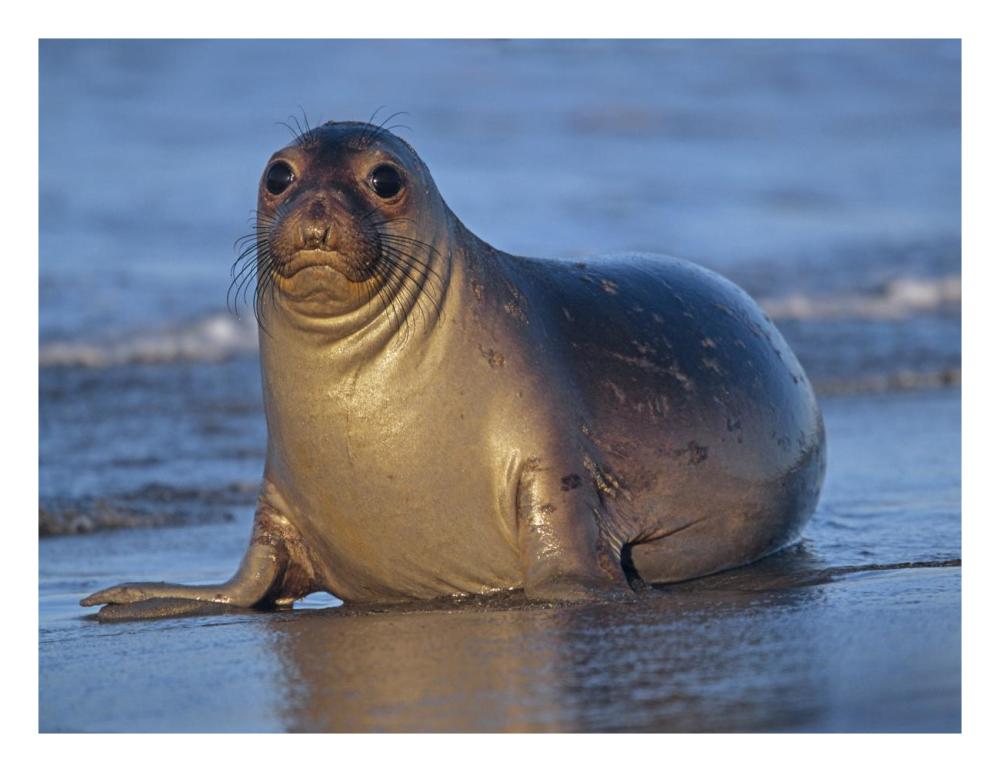Northern Elephant Seal female laying on beach, California coast-Paper Art-26"x20"