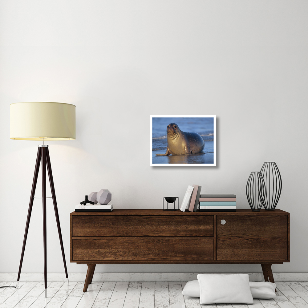 Northern Elephant Seal female laying on beach, California coast-Paper Art-26&quotx20"