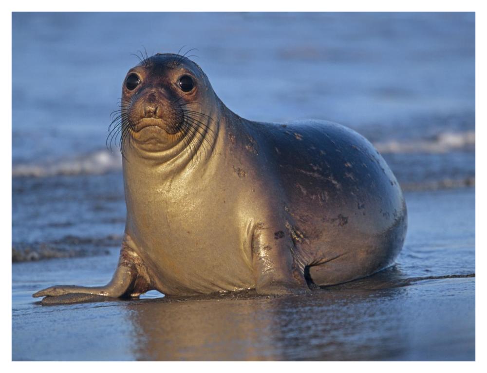 Northern Elephant Seal female laying on beach, California coast-Paper Art-42"x32"