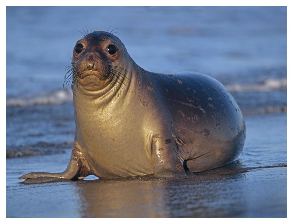 Northern Elephant Seal female laying on beach, California coast-Paper Art-50"x38"