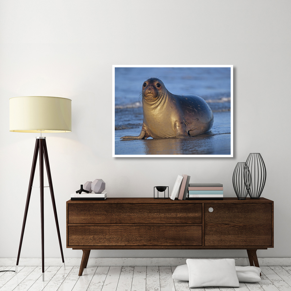 Northern Elephant Seal female laying on beach, California coast-Paper Art-50&quotx38"