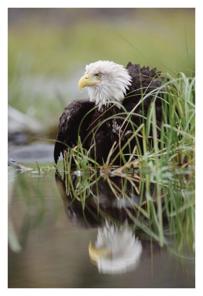 Bald Eagle with reflection at the edge of a lake, North America-Paper Art-14"x20"
