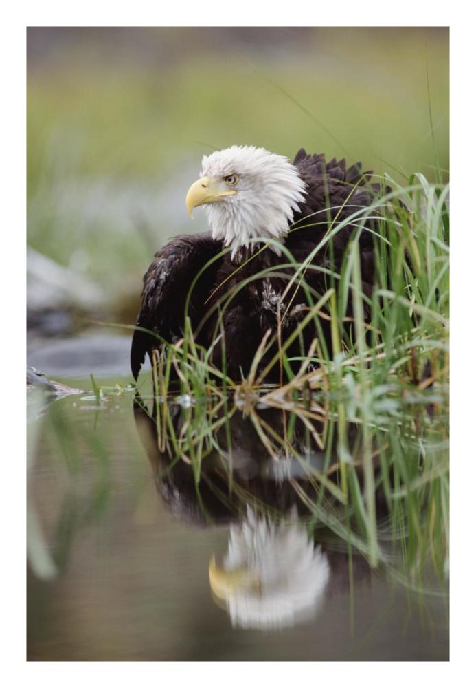 Bald Eagle with reflection at the edge of a lake, North America-Paper Art-18"x26"