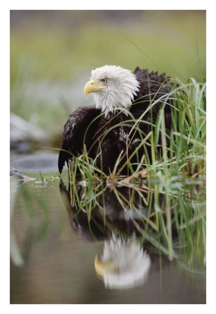 Bald Eagle with reflection at the edge of a lake, North America-Paper Art-22"x32"