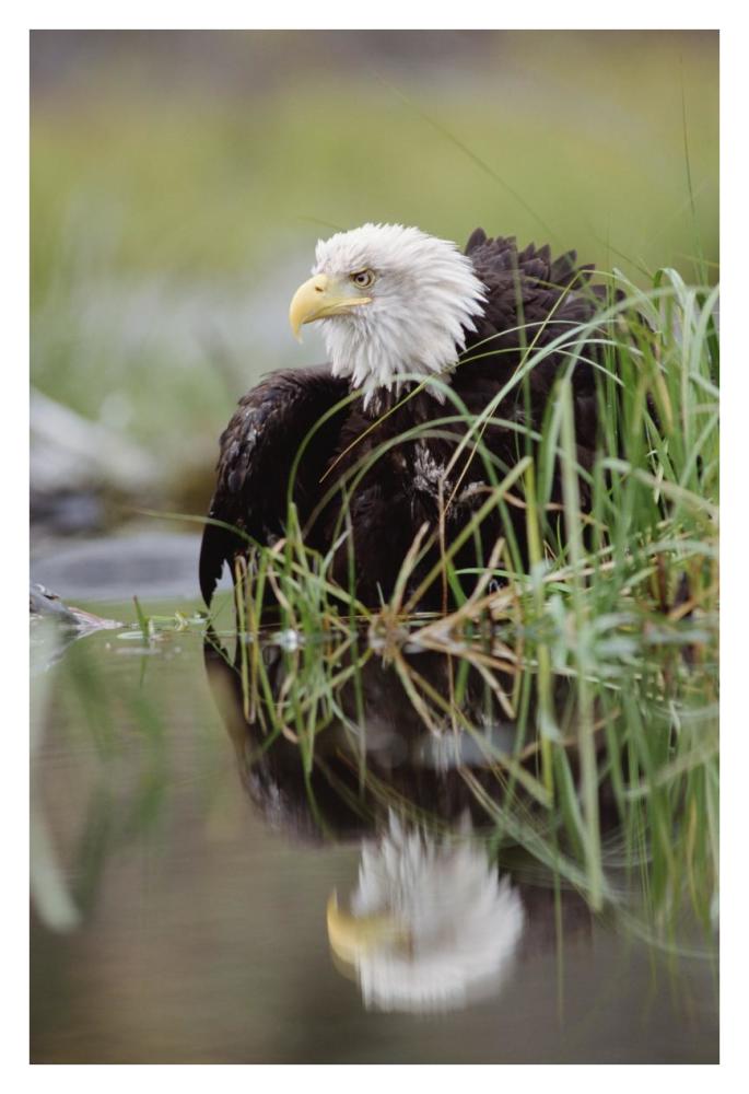 Bald Eagle with reflection at the edge of a lake, North America-Paper Art-26"x38"