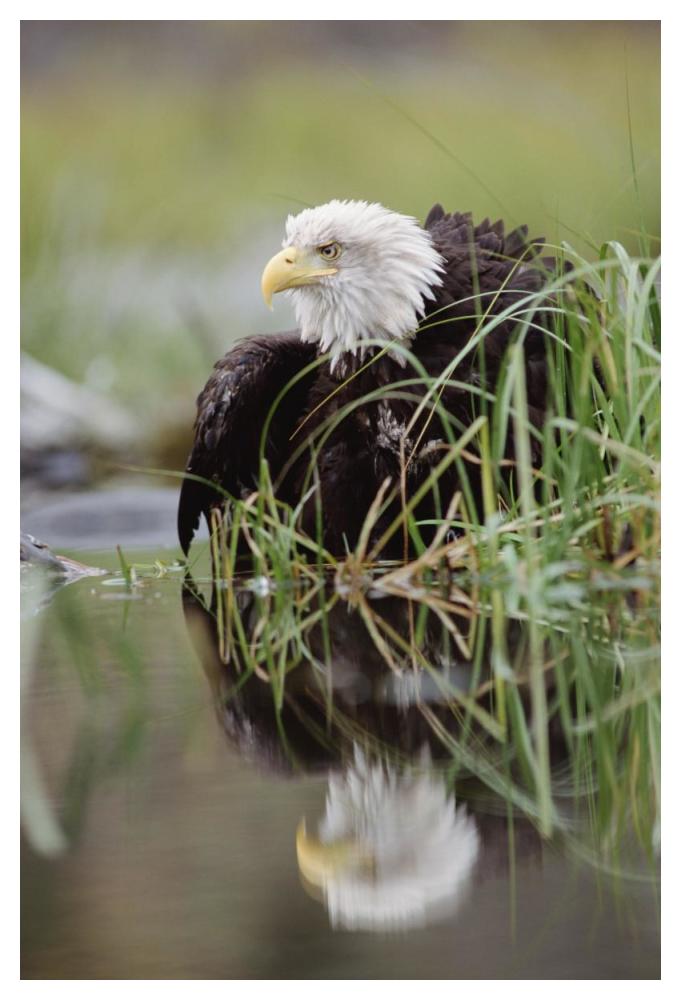 Bald Eagle with reflection at the edge of a lake, North America-Paper Art-34"x50"