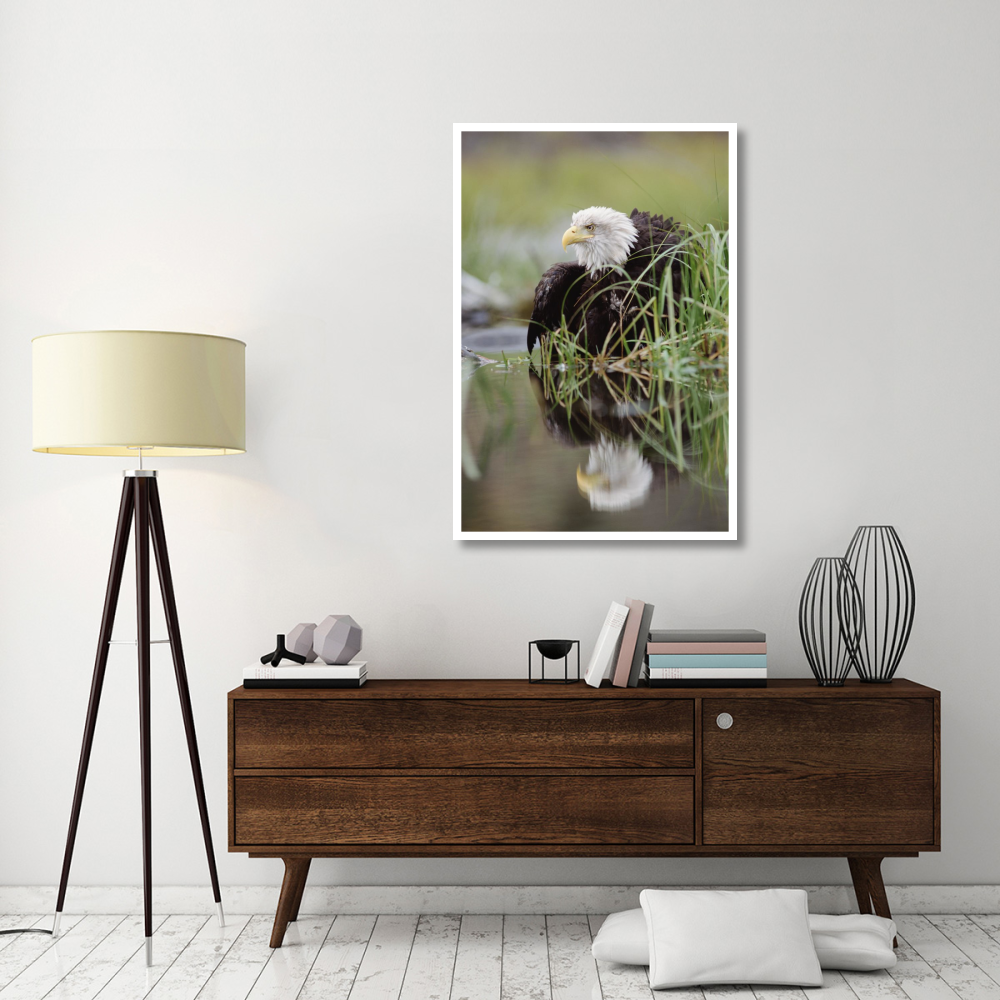 Bald Eagle with reflection at the edge of a lake, North America-Paper Art-34&quotx50"