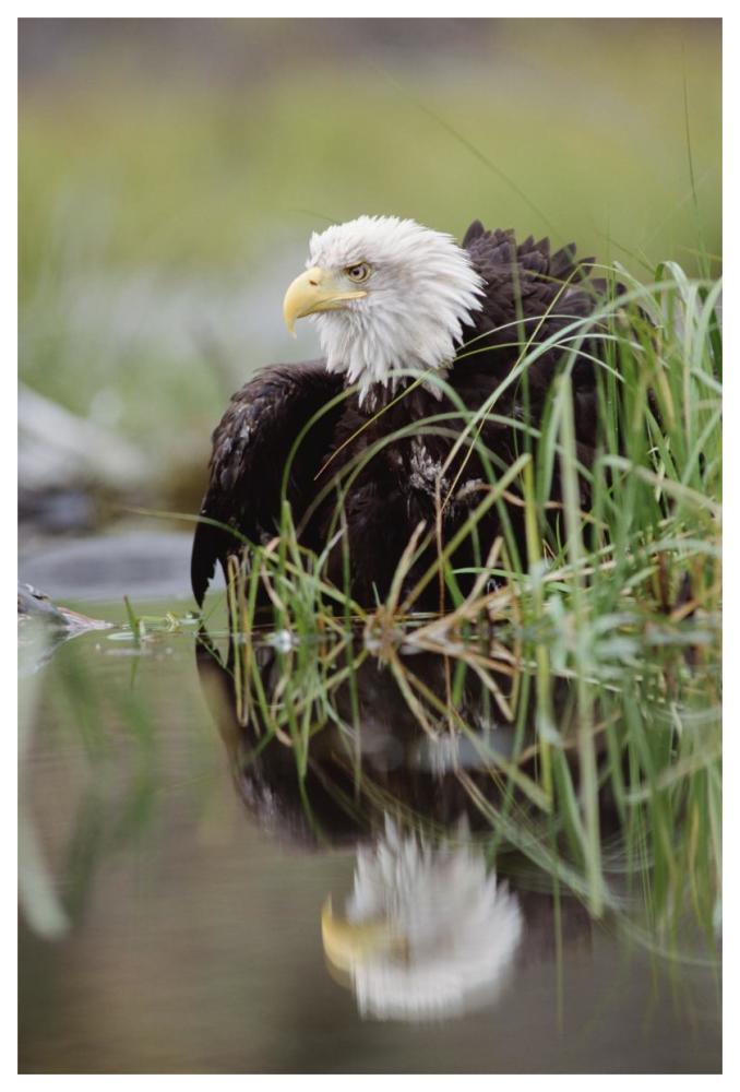 Bald Eagle with reflection at the edge of a lake, North America-Paper Art-42"x62"