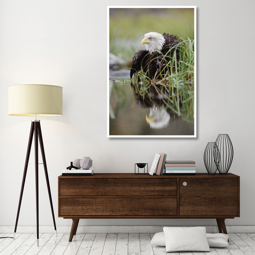 Bald Eagle with reflection at the edge of a lake, North America-Paper Art-42&quotx62"
