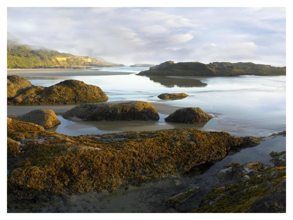 Seaweed covered rocks exposed at low tide, Neptune Beach, Oregon-Paper Art-42"x32"