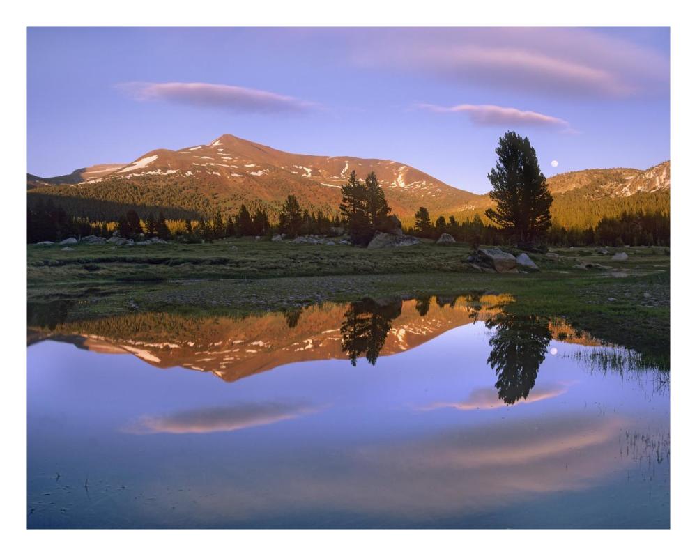 Mount Dana reflected in pond, Yosemite National Park, California-Paper Art-26"x20"