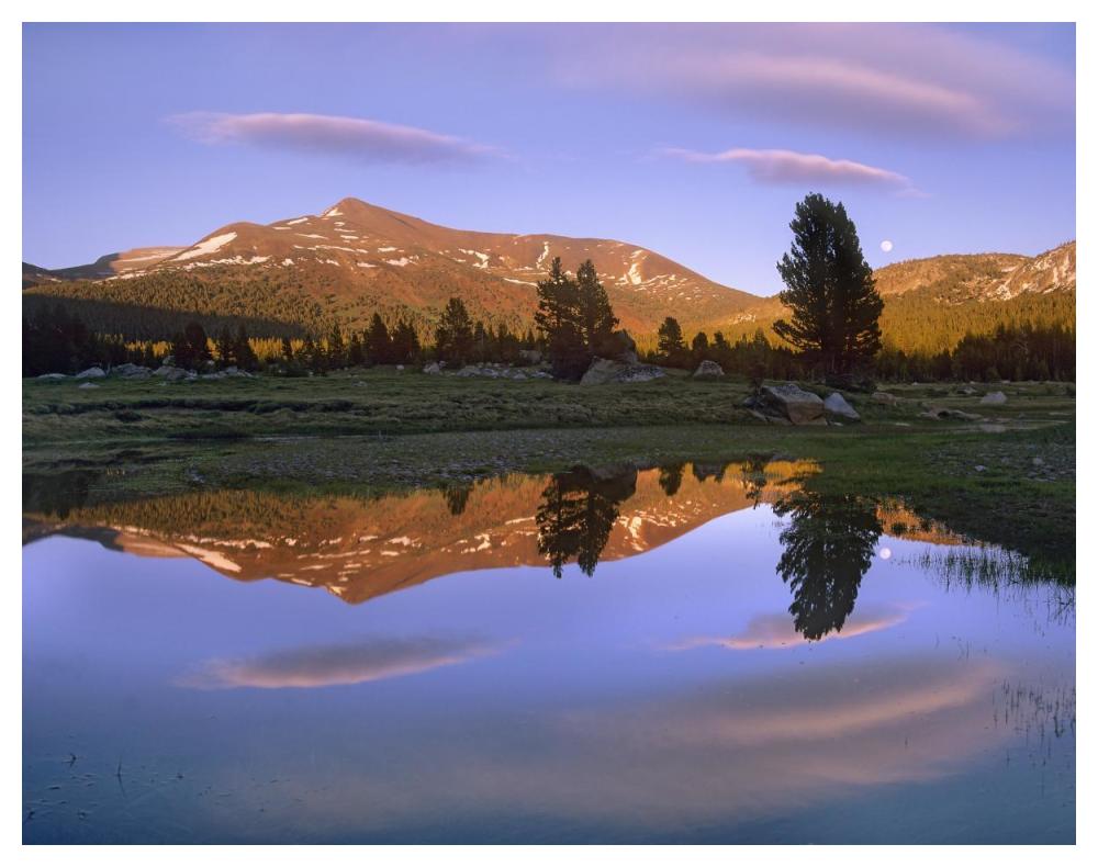 Mount Dana reflected in pond, Yosemite National Park, California-Paper Art-50"x38"