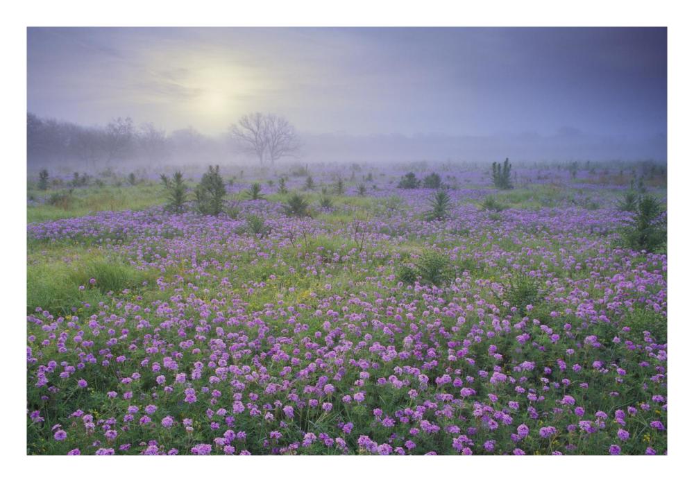 Sand Verbena flower field at sunrise in fog, Hill Country, Texas-Paper Art-26"x18"