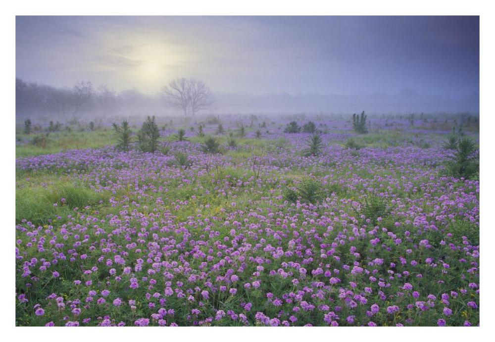 Sand Verbena flower field at sunrise in fog, Hill Country, Texas-Paper Art-32"x22"