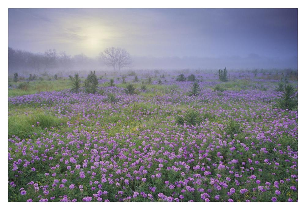 Sand Verbena flower field at sunrise in fog, Hill Country, Texas-Paper Art-38"x26"