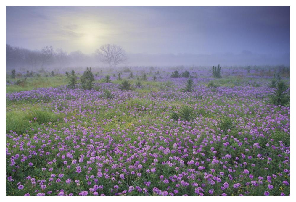 Sand Verbena flower field at sunrise in fog, Hill Country, Texas-Paper Art-50"x34"